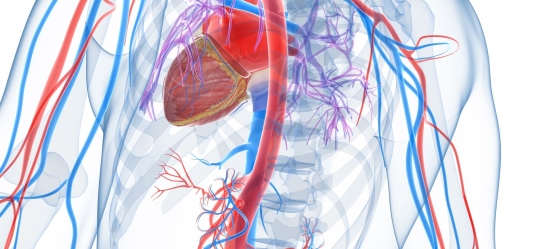 17911206 – 3d rendered illustration of the human vascular system
